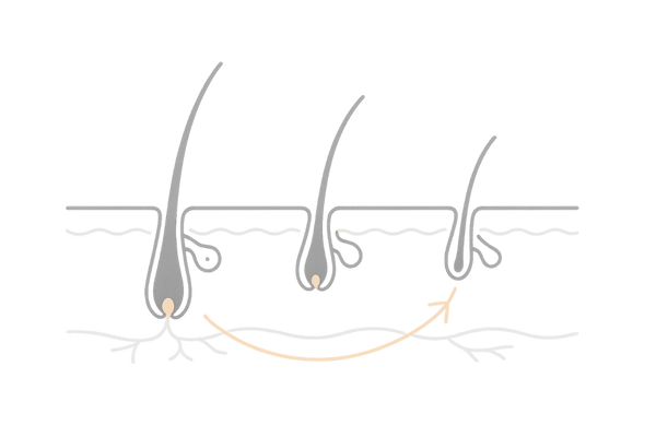 毛髪サイクルと抜け毛のメカニズムを示す頭皮断面図イラスト