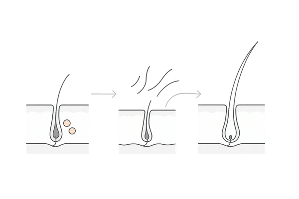 フィナステリドによるヘアサイクル変化と初期脱毛のメカニズム図
