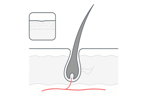 毛根と頭皮の血流が髪に与える影響を示した断面図