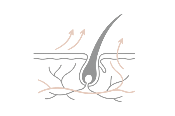 ミノキシジル10%の発毛メカニズム(血流促進と毛包活性)
