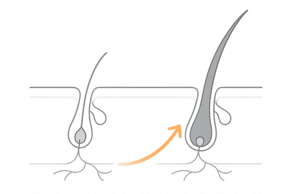 ミノキシジル15%が頭皮の血行を促進して発毛をサポートする仕組みのイラスト