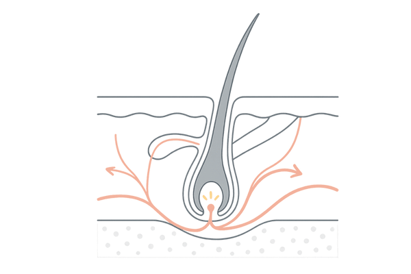 ミノキシジルの血管拡張と毛包活性化メカニズム図
