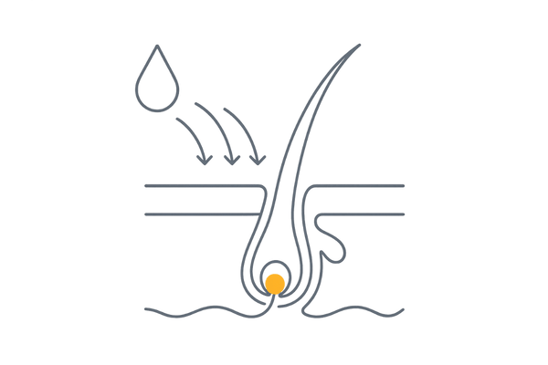 ミノキシジルが頭皮から毛根へ届く浸透イメージ図