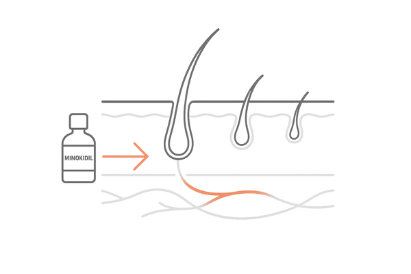 ミノキシジルが毛髪サイクルに作用する発毛メカニズムの図解イメージ