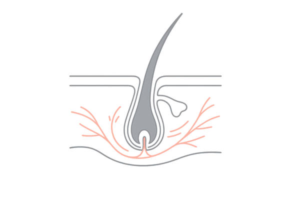ミノキシジルの作用イメージ図｜頭皮の血流と毛包への働き