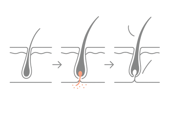 ミノキシジル初期脱毛の仕組み（ヘアサイクルの切り替わり）