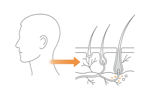 ミノキシジルの作用メカニズムと発毛の流れ（血行促進・毛根・ヘアサイクル）