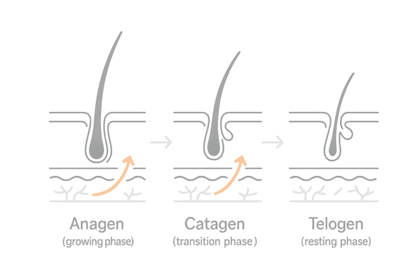 毛髪サイクルと血流サポートの関係イメージ