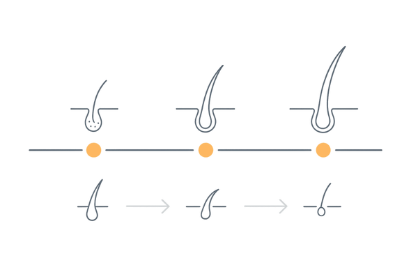 プロペシアの効果が出るまでの期間とヘアサイクルの関係タイムライン
