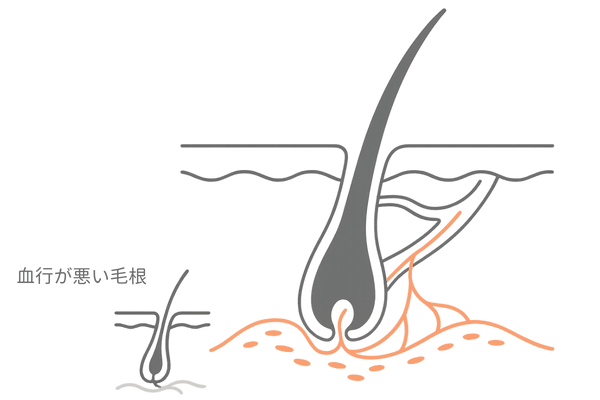 血行が良い頭皮で毛根に栄養が届く様子のイメージ