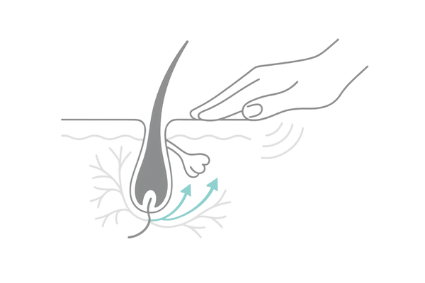 頭皮マッサージで血行促進し毛根へ栄養が届くイメージ図