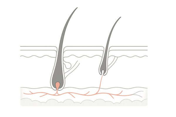 頭皮の構造と毛周期をイメージした男性向け薄毛・シャンプー解説イラスト
