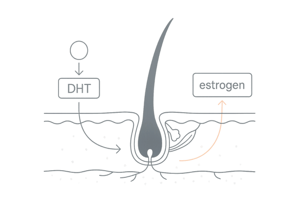 女性ホルモンがDHTの影響を和らげ発毛サイクルを整える仕組み図