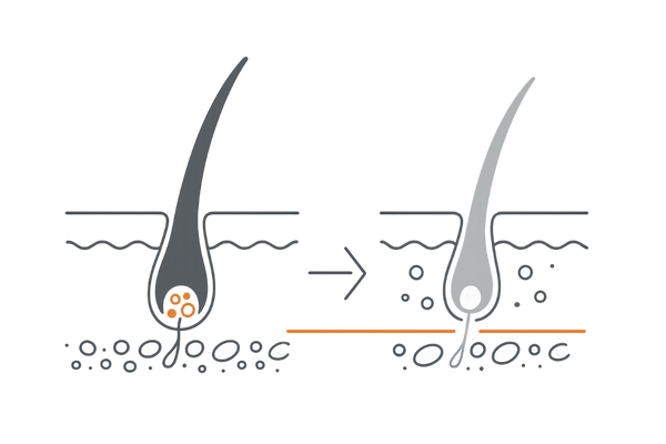 メラニン色素と毛母細胞・色素幹細胞による「髪の色の仕組み」