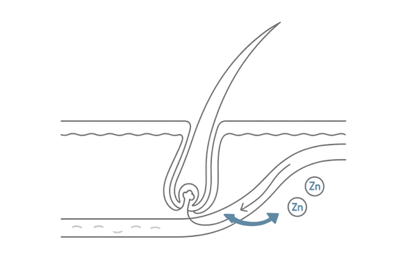 亜鉛が毛髪の成長を支える仕組みイメージ（毛包・ケラチン合成）