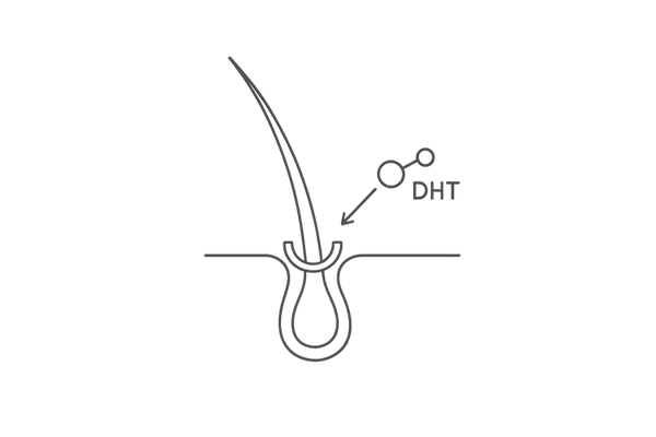 アンドロゲン受容体（AR）イメージ：毛乳頭での結合部位概念図