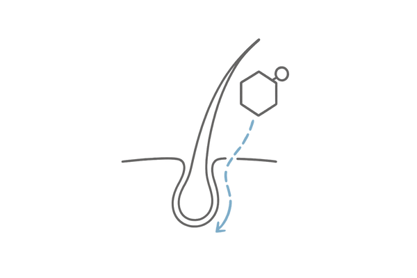 DHTの影響：毛母細胞へのシグナルと成長抑制のイメージ