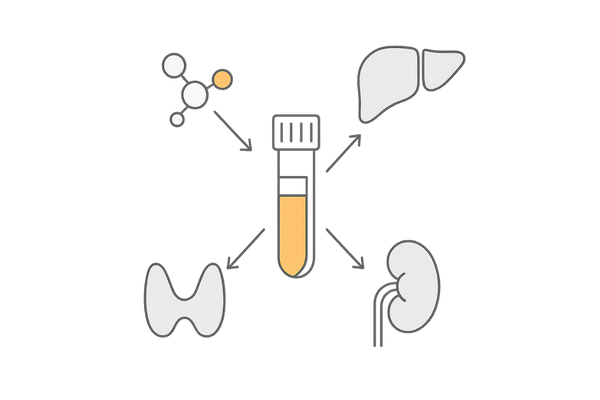 血液検査の目的：肝機能・腎機能・甲状腺・ホルモン値を俯瞰する構成図（AGA）