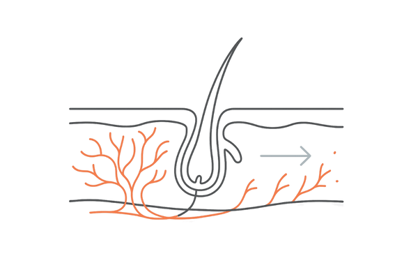 生え際の血流はなぜ弱い？—微小血管の抽象図