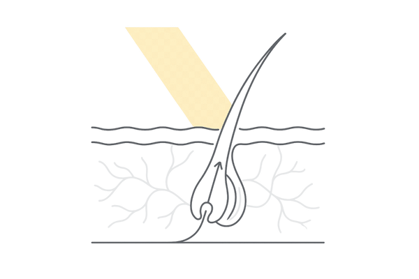 光治療による頭皮血行促進の概念図(毛細血管ネットワーク)