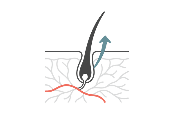 ミノキシジル作用機序：血流改善と成長期促進（頭皮断面図・AGA対策）