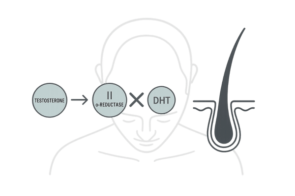 フィナステリドの作用｜II型5αリダクターゼ阻害と前頭部・頭頂部の保護