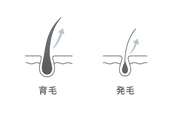 育毛と発毛の違いを示す毛包断面イラスト