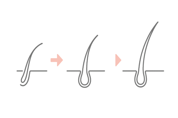 初期脱毛のイメージ|古い毛が押し出され新しい毛が育つ流れ