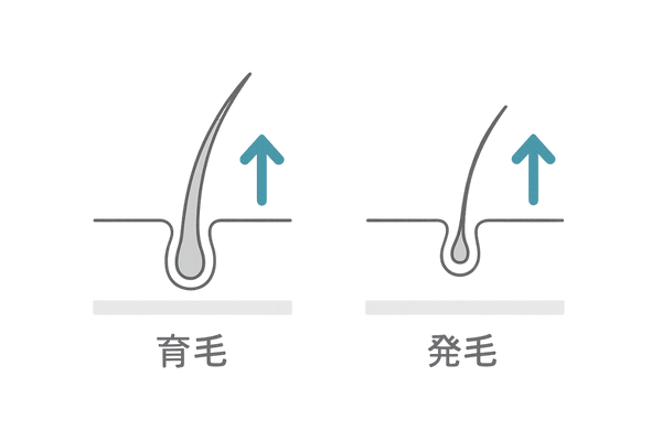 育毛と発毛の定義｜既存毛を太く育てる vs 休止毛穴から新生する
